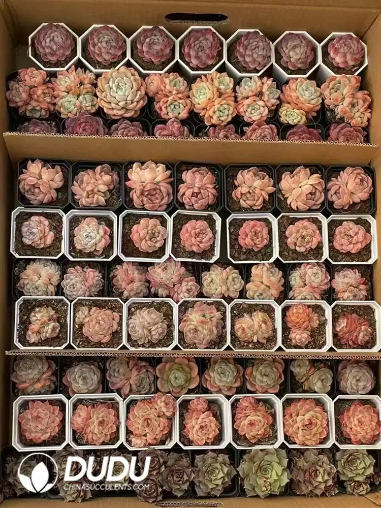 1756126388-1744277536-e201.webp Echeveria Blind Box 70 Pcs - Image 1