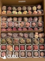 Echeveria Blind Box 70 Pcs - Image 2