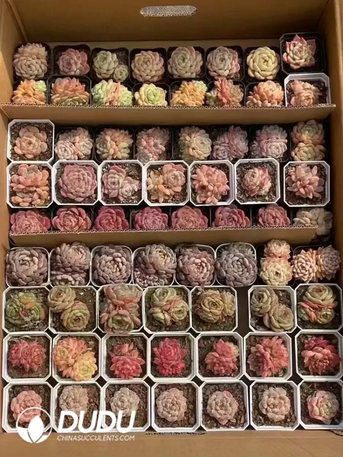 Echeveria Blind Box 70 Pcs - Image 2