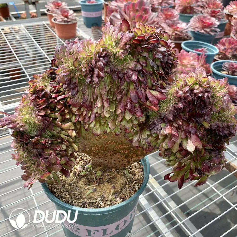 1756127054-1745217732-e201.webp Aeonium Black King Kong Cristata - Image 1