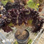 Aeonium Arboreum Velour European Cristata One-Piece Auction No.7
