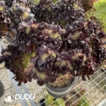 Aeonium Arboreum Velour European Cristata One-Piece Auction No.7 - Image 2