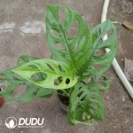 Monstera  obliqua  var Expilata Seedling(100Pcs）