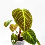 Philodendron EI choco red Seedling(100Pcs）