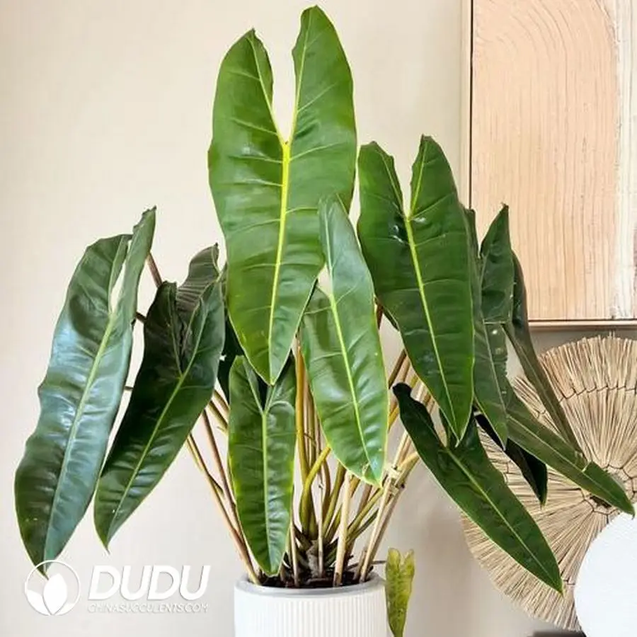 1756127485-1746757714-e201.webp Philodendron billietiae Croat Seedling(100Pcs) - Image 1