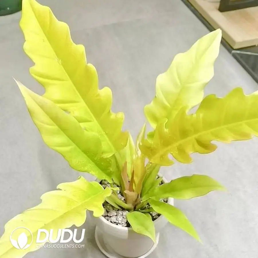 1756127492-1746757724-e201.webp Philodendron NarrowRingof Seedling(100Pcs) - Image 1