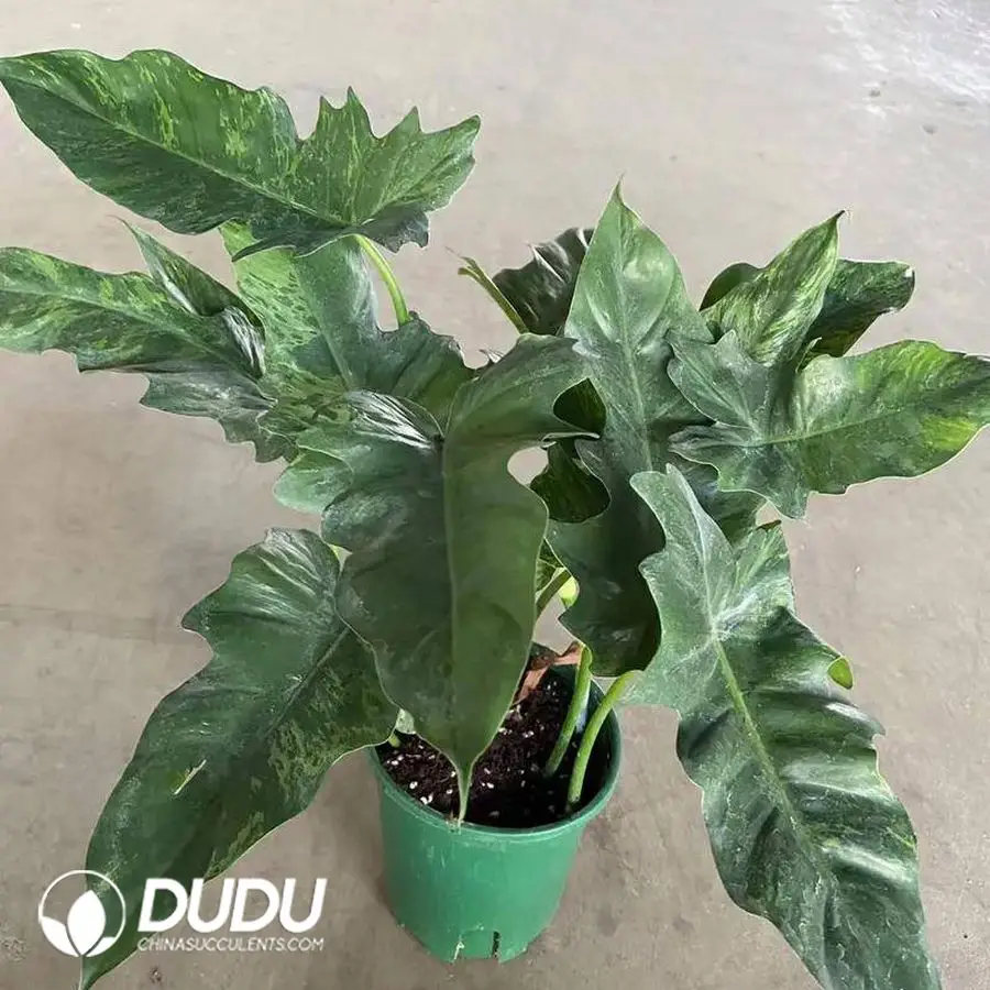 1756127498-1746757744-e201.webp Philodendron golddragon Seedling(100Pcs) - Image 1