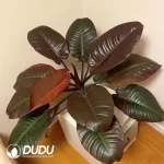 Philodendron black cardinal Seedling(100Pcs??