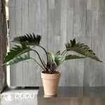 Philodendron Caramel Pluto Seedling(100Pcs??