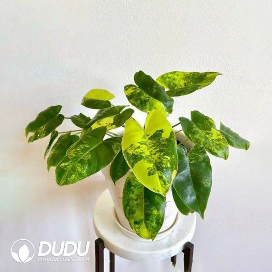 1756127560-1746757864-e201.webp Philodendron Burle Marx Variegata Seedling(100Pcs?? - Image 1