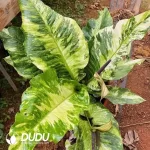 Bird's Nest Anthurium Seedling(100Pcs??