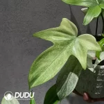 Philodendron florida ghost Seedling(100Pcs??