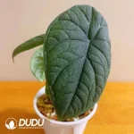 Alocasia melo Seedling(100Pcs??