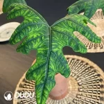 Alocasia Jacklyn Seedling(100Pcs??