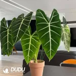 Alocasia Frydek Seedling(100Pcs??