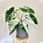 Alocasia Frydek Seedling(100Pcs??