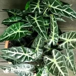 Alocasia Bambino Arrow Seedling(100Pcs??