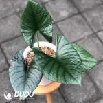 Alocasia bisma Seedling(100Pcs??