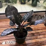 Alocasia infernalis Seedling(100Pcs??