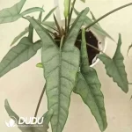 Alocasia heterophylla metallic blue Seedling(100Pcs??