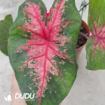 Caladium  firemen Seedling(100Pcs??