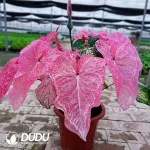 Caladium  bicolor blushing bride Seedling(100Pcs??