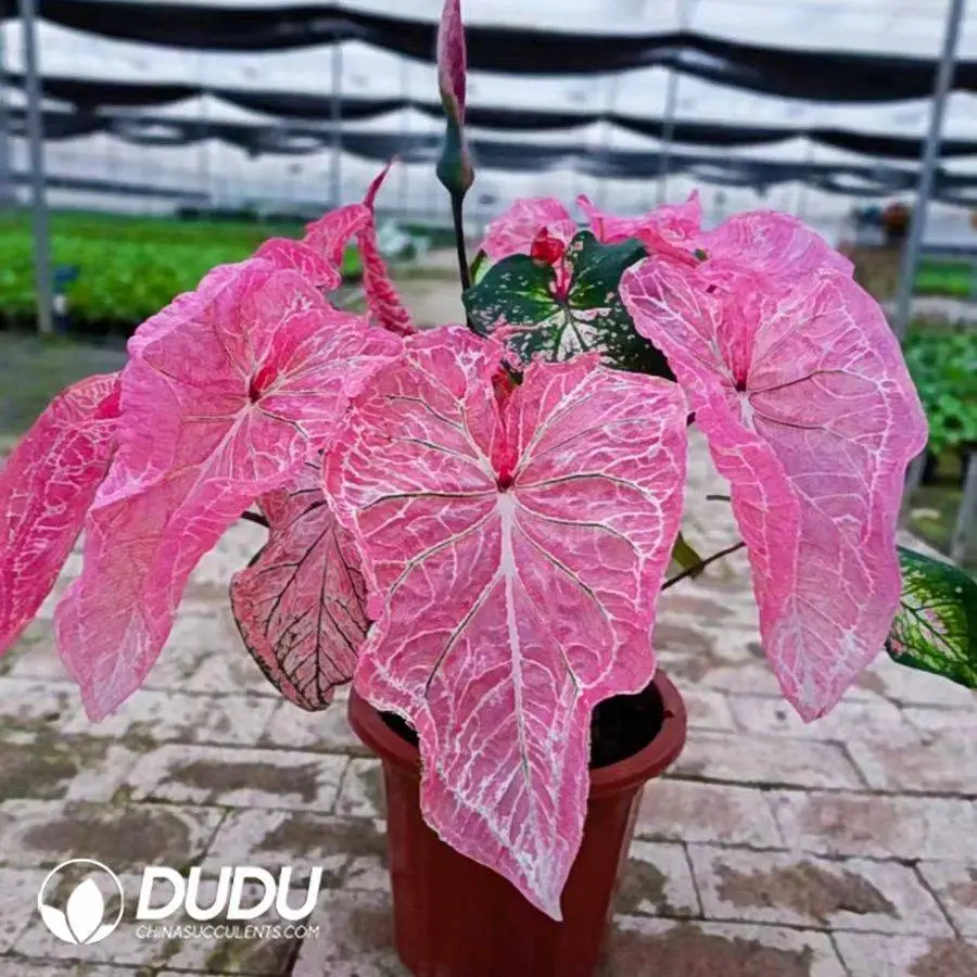1756127803-1746758355-e201.webp Caladium bicolor blushing bride Seedling(100Pcs?? - Image 1