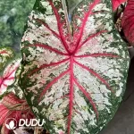 Caladium  tapestry Seedling(100Pcs??