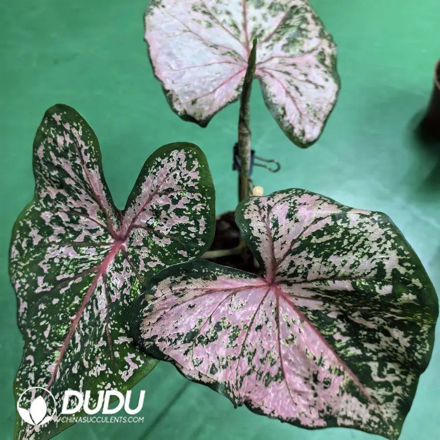 1756127840-1746758429-e201.webp Caladium Pink beauty Seedling(100Pcs?? - Image 1