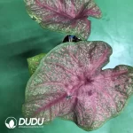 Caladium  Brandi Seedling(100Pcs??