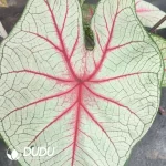 Caladium  white queen Seedling(100Pcs??