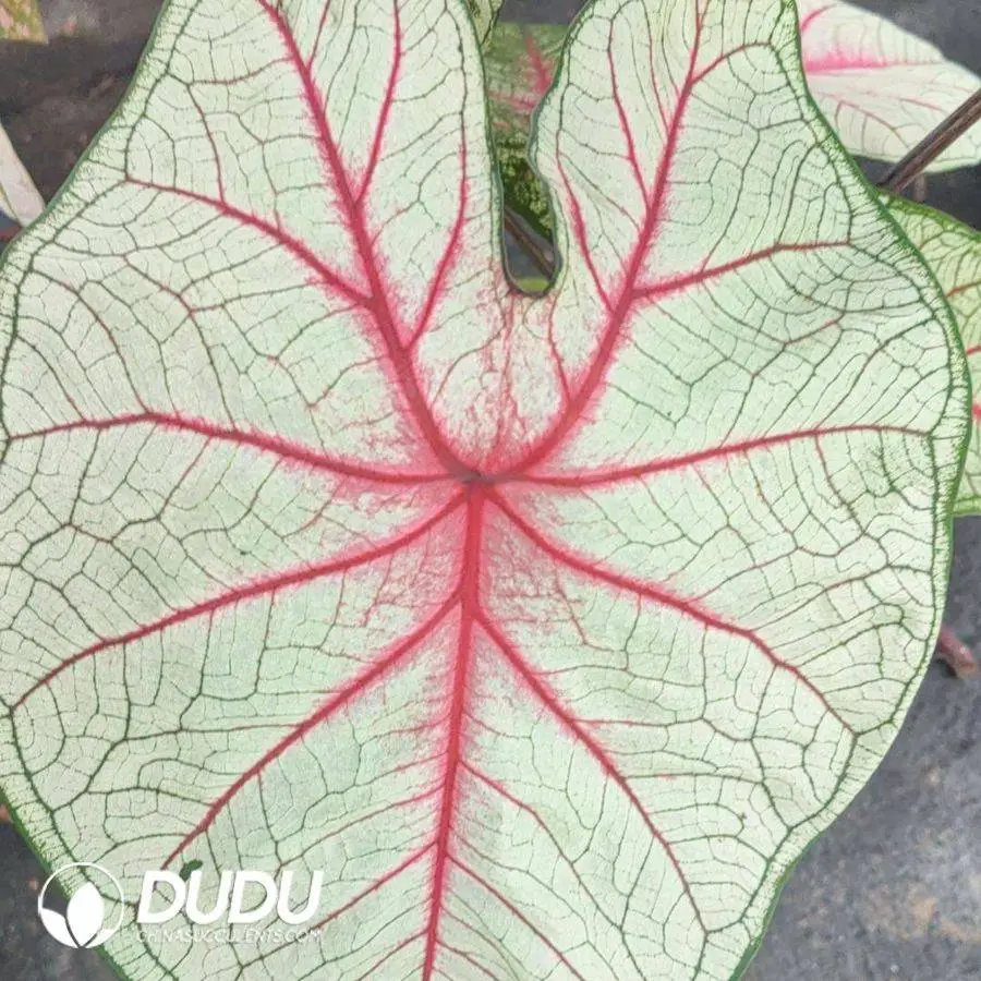 1756127864-1746758474-e201.webp Caladium white queen Seedling(100Pcs?? - Image 1