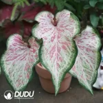 Caladium  star point Seedling(100Pcs??