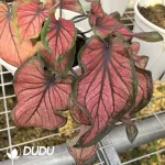 Caladium  honey Seedling(100Pcs??