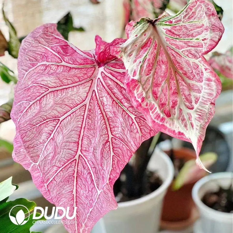 1756127954-1746758642-e201.webp Caladium marbled beef Seedling(100Pcs?? - Image 1