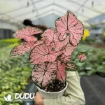 Caladium ?? hortulanum cv. Thai Beauty|iPlant Seedling(100Pcs??