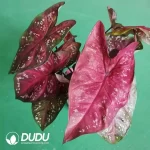 Black  Knight Seedling(100Pcs??