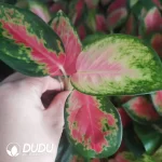 Aglaonema China Red Seedling(100Pcs??