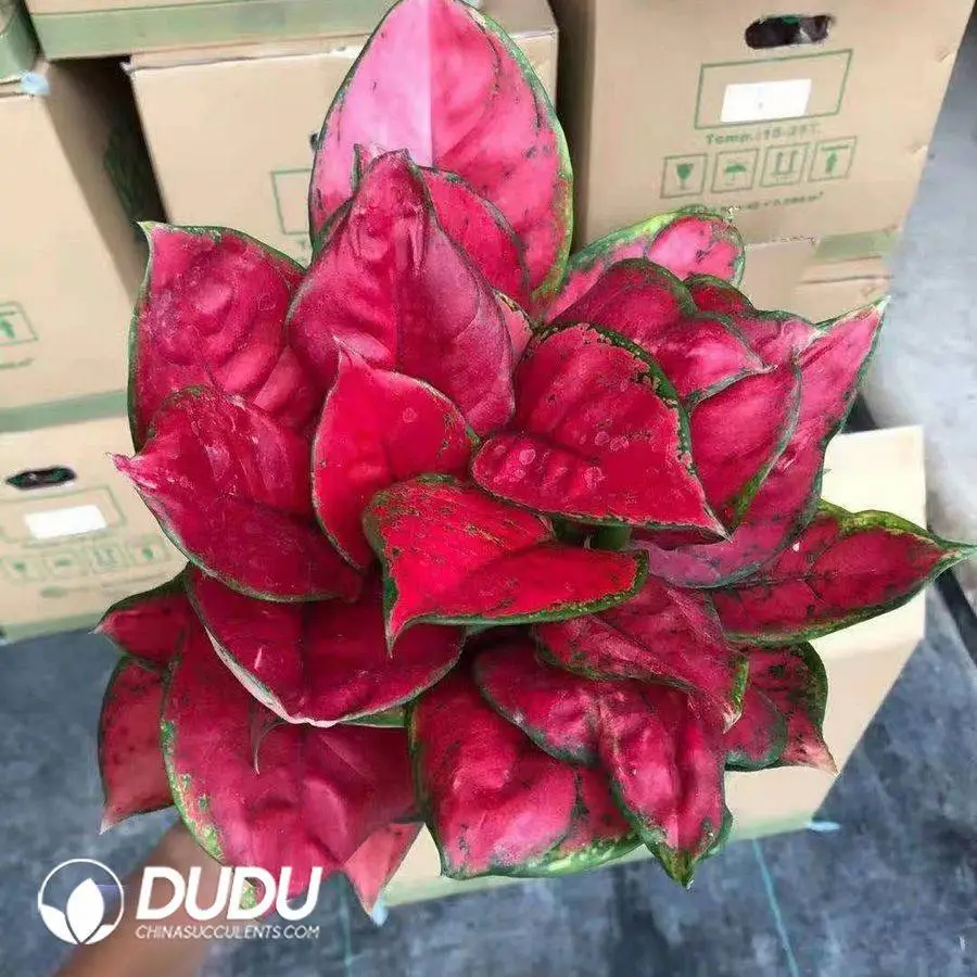 1756128050-1746758845-e201.webp Aglaonema Ruyi Red Seedling(100Pcs?? - Image 1