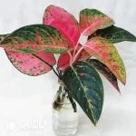 A.commutatun'Brilliant' Seedling(100Pcs??