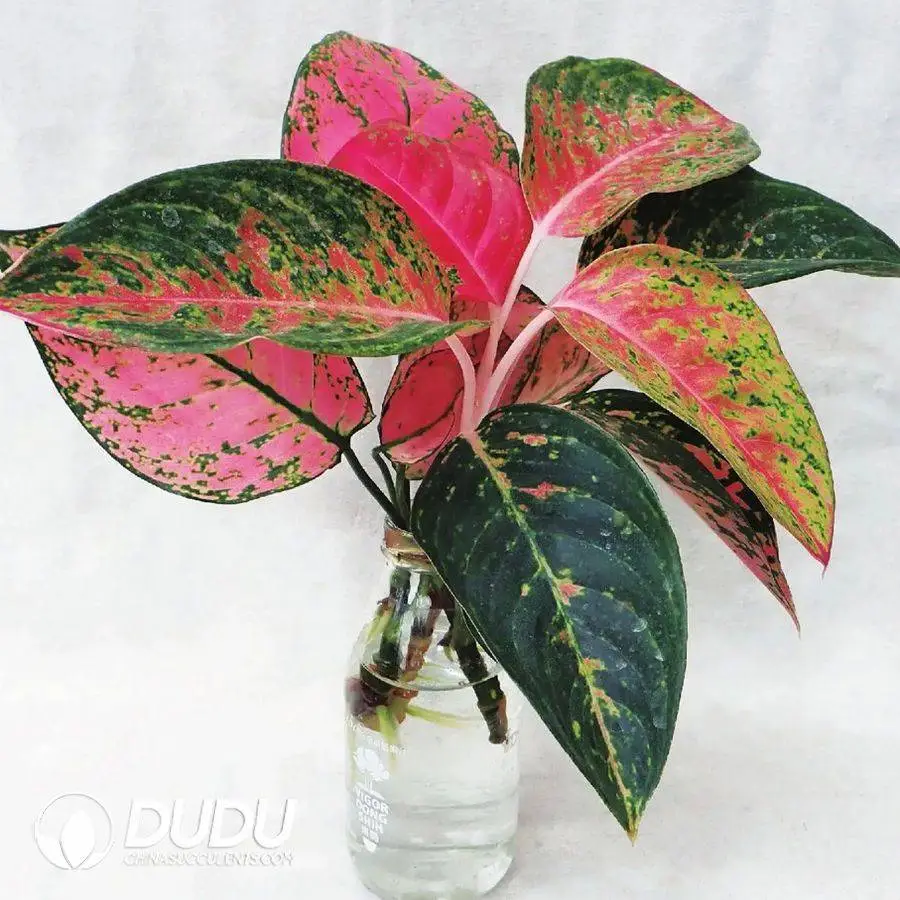 1756128053-1746758851-e201.webp A.commutatun'Brilliant' Seedling(100Pcs?? - Image 1