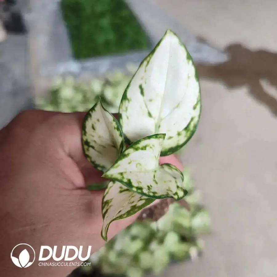 1756128057-1746758857-e201.webp Aglaonema white valentine(100Pcs?? - Image 1