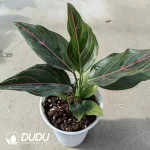 Aglaonema ??Red Vein?? (100Pcs??