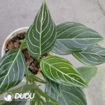 Aglaonema White pulse(100Pcs??