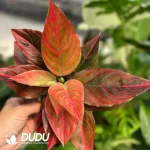 Aglaonema  Mojo red Seedling(100Pcs??
