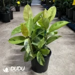 Ficus Elastica Shivereana Seedling(100Pcs??
