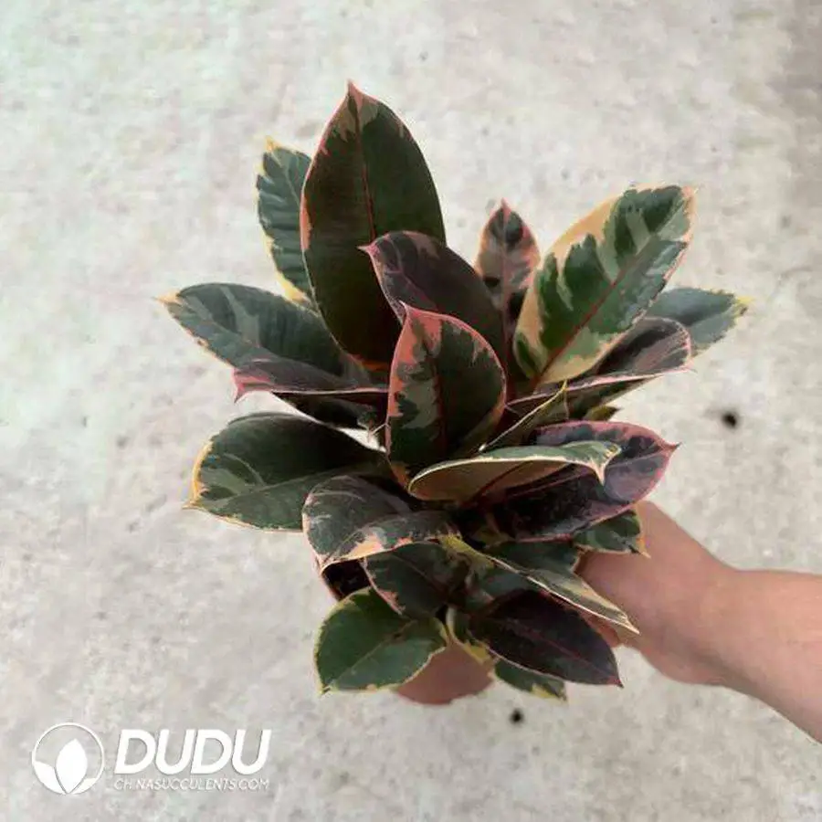 1756128082-1746758913-e201.webp Ficus ruby Seedling(100Pcs?? - Image 1