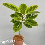 Ficus altissima Variegata Seedling(100Pcs??