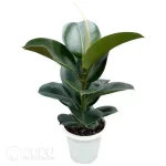 Plant  Maniacs Seedling(100Pcs??