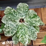 Ficus  Aspera Seedling(100Pcs??